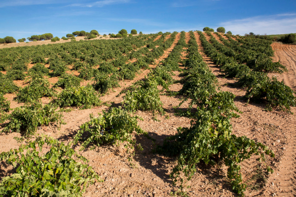 Visita viñedo didáctico